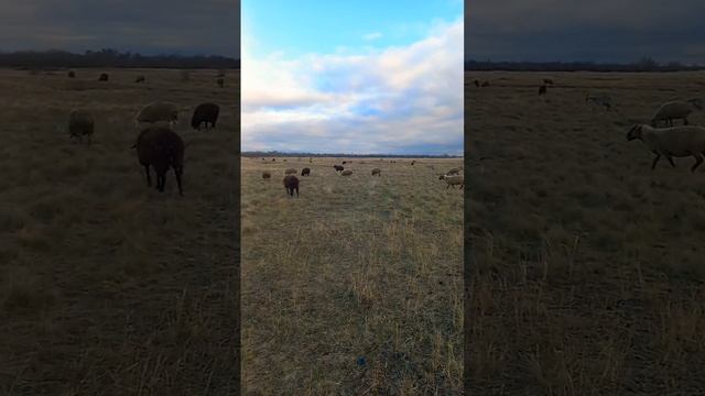 Пасемся ещё. #фермерскиесекреты #бараны #животные #овцы #природа #козы #козлята #выпас #овцеводство