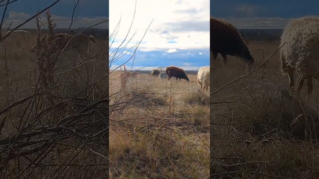 Выпас. Друзья пасу овец и коз #козлята #овцы #бараны #фермерскиесекреты #пасуовец #пасукоз