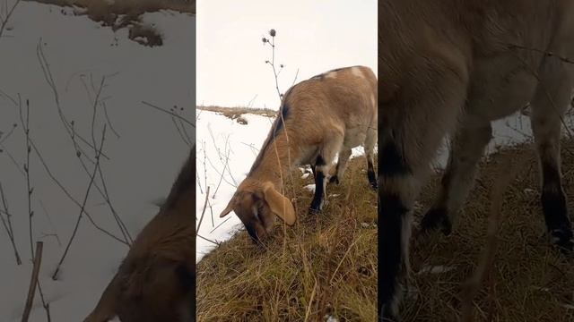 Коза. #коза #животные #козы #козлята #фермерскиесекреты #выпас #снег #зима #овцы #природа