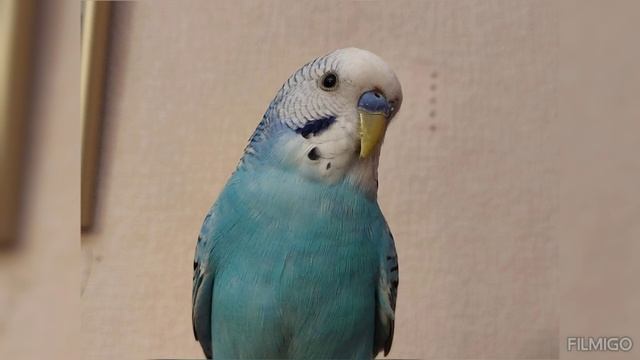 Видео клип с попугаем Тошей! ( Попугай Тоша)