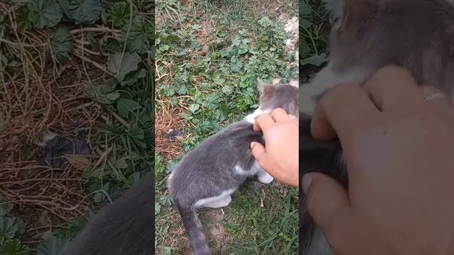 #кошка #феремрскиесекреты #животные #котёнок #animals #кошки #коты #котята