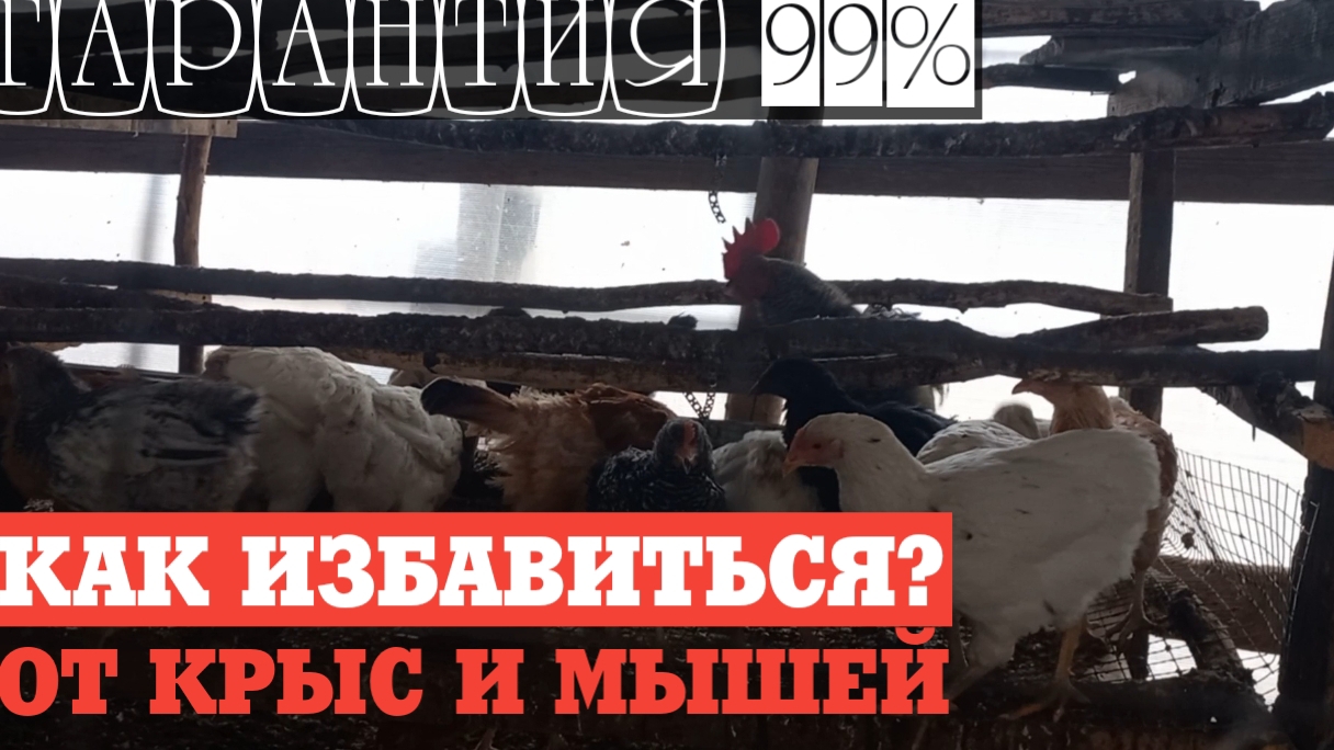 Как ИЗБАВИТСЯ от КРЫС и МЫШЕЙ. 99% решение проблемы. Нам удалось.