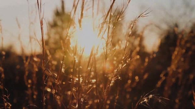 Корни - Andrew Duxxx