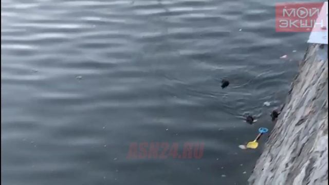 В парке Дружбы поселились новые утята
