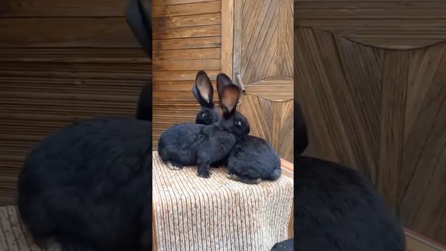 Учебные подсказки