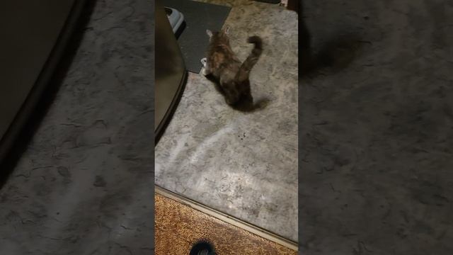 Кошка играет