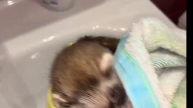 вопрос/ответ  У Меня Вместо Хорька Выдра