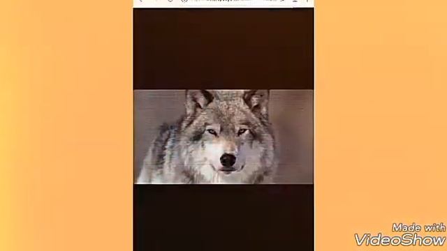 Просто милые животные!🐆