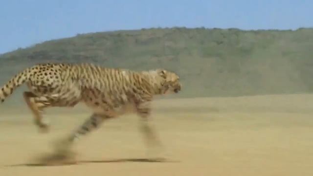 18 Хищники на земле и охота за ними  Predators Auf Dem Boden Und Jagd Nach Ihnen