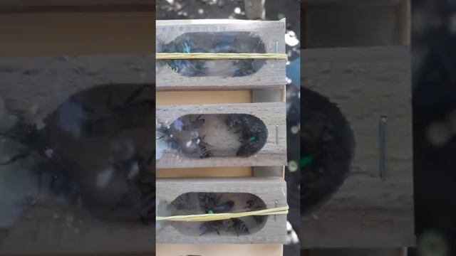 Матки карника пешец