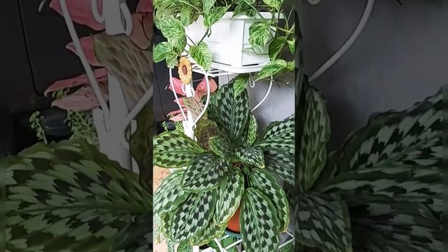 Calathea (family Marantaceae), called calatheas or prayer plants.