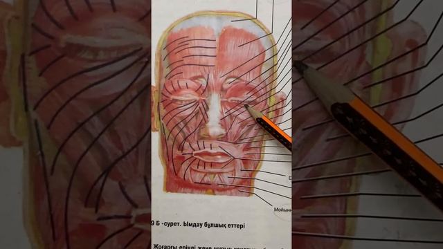 Бас бұлшық еттері. Миология