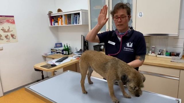 Allgemeine Untersuchung Hund