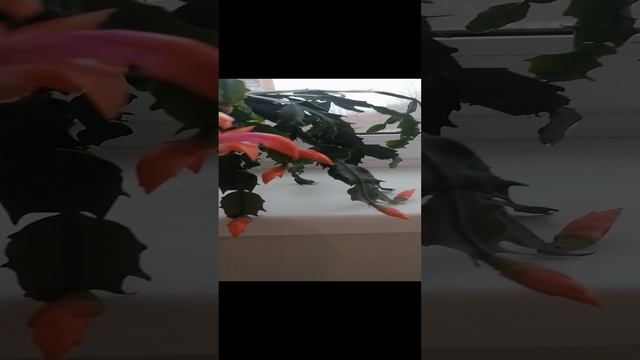 VID_20241113_090433.mp4