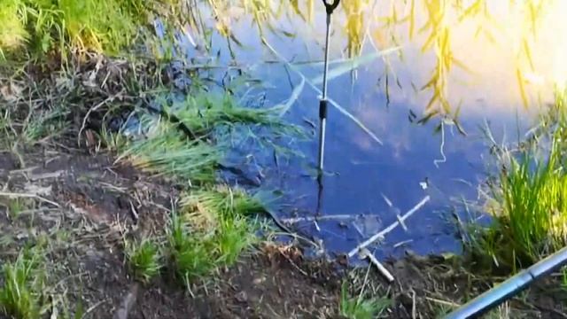 Реакция ужей на рыбу. Snake Attack Fish