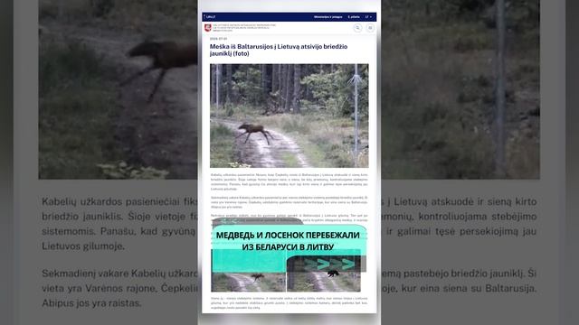 Медведь и лосенок перебежали из Беларуси в Литву  #граница #беларусь #новости
