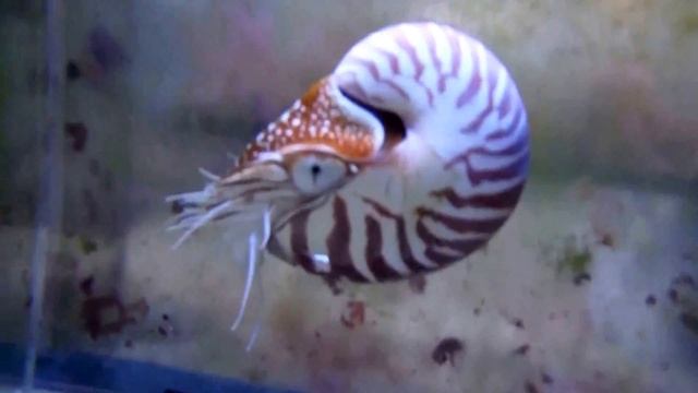 Nautilus