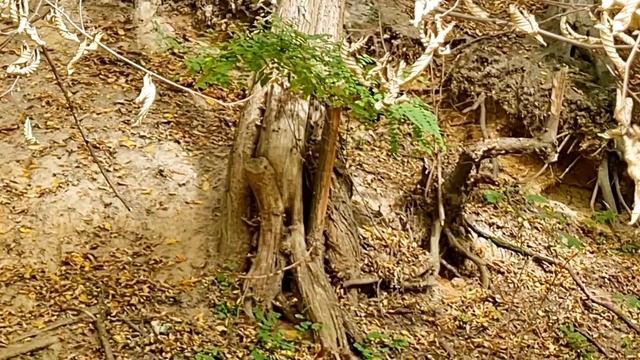 Weasel In The Wild, ласка в дикой природе
