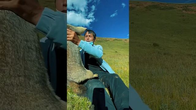 Cute Wild Animal Bobak Marmot Or Prairie Dog 10