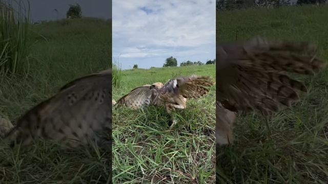 Amazing Speed And Flexible Skill Of Changeable Hawk Eagle Hunt Their For Foods #amazing #eagle