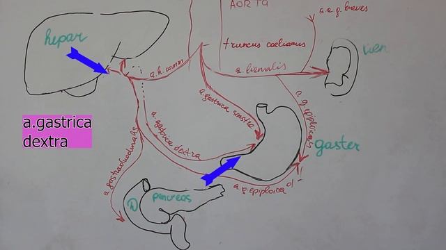 Truncus Coeliacus Anatomiyasi. 4 Kurs Talabasi - G'oyibova Martaba