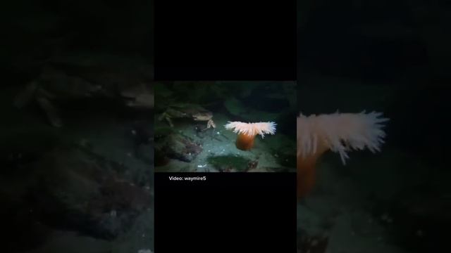 Did You Know Some Anemones Can Swim?! 🤓 #anemone #cnidarian #lowtide #squishy #nature #invertebrate