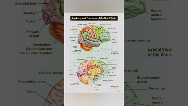 the Anatomy of Brain 🧠 & Function   || structure of Brain ll