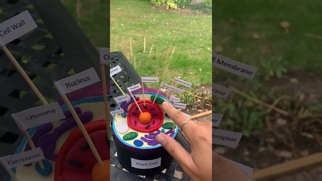 Plant Cell Model (EDUC-4847)