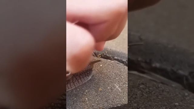 Забавная Улитка-Пулитка  🐌😁