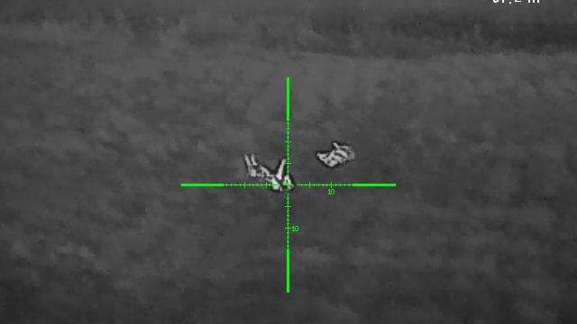 Охота с 22 WMR на приваде