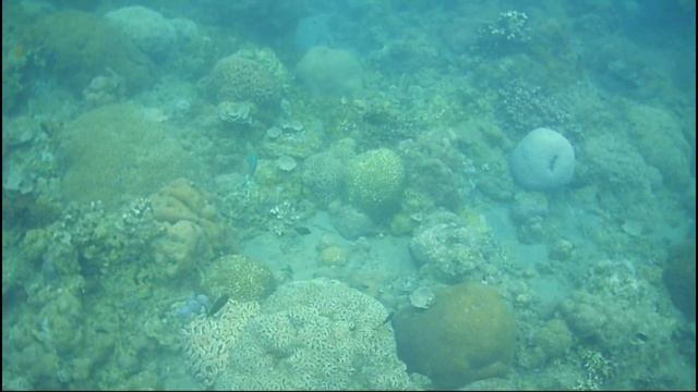 Sebuah Ekosistem Bawah Laut.