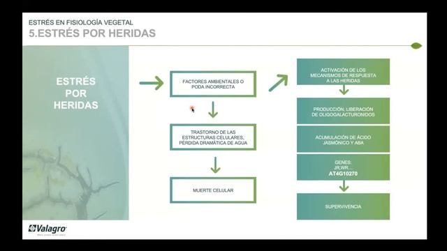 Estres En Las Plantas, Estrés Abiótico Y Otros.