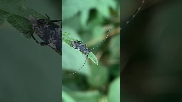 Вусачик сірий кленовий ( Leiopus Nebulosus) #insect #nature
