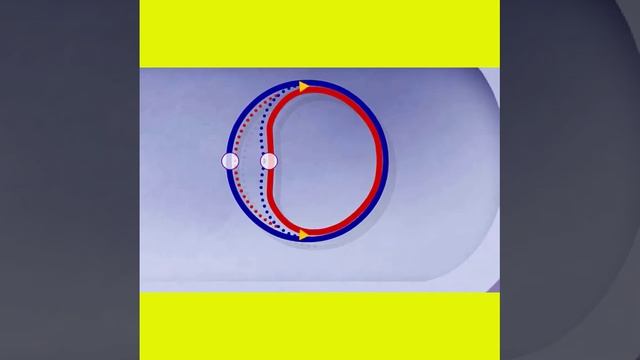 Bacterial DNA Replication