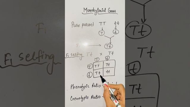 Mendel Monohybrid Cross For Neet#quickrevision#SPTbiology