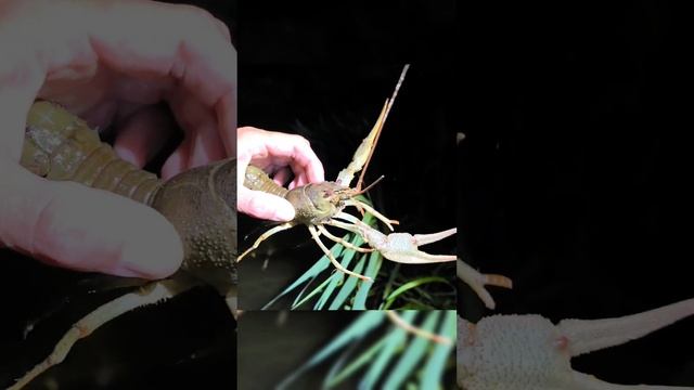 Ловим рака ночью. #fishing #раки #рыбалка