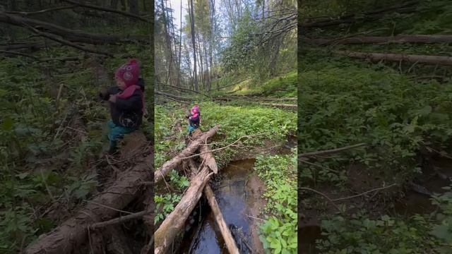 НАШЛА МАЛЫШКУ В ЛЕСУ У РУЧЬЯ #природа #чистыйвоздух #тайга #семья