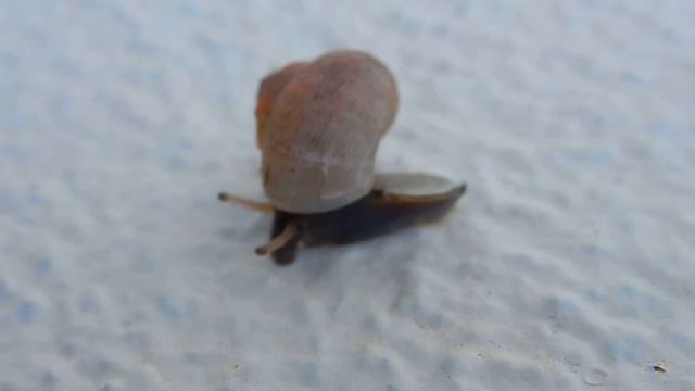 Улитка / Snail 12 Sec
