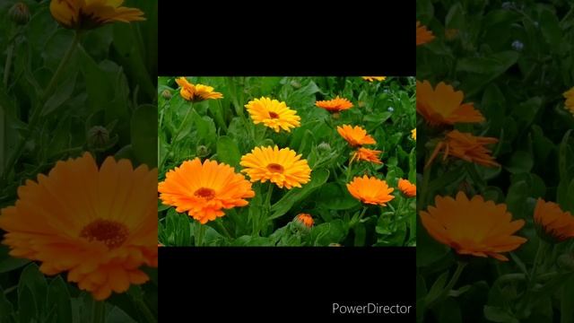 Растения - природа просыпается