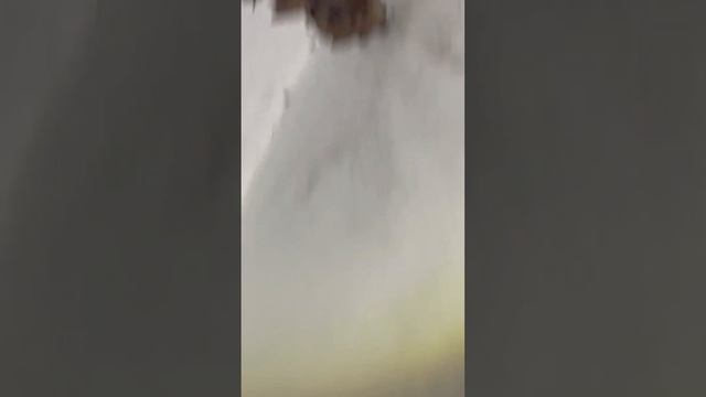 Летучие мыши,подковонос самки!