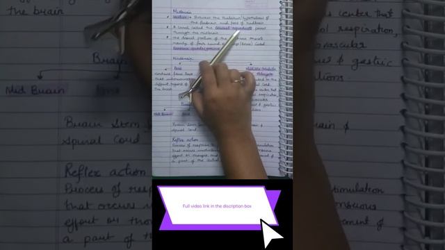 Midbrain // Class 11 Biology Notes