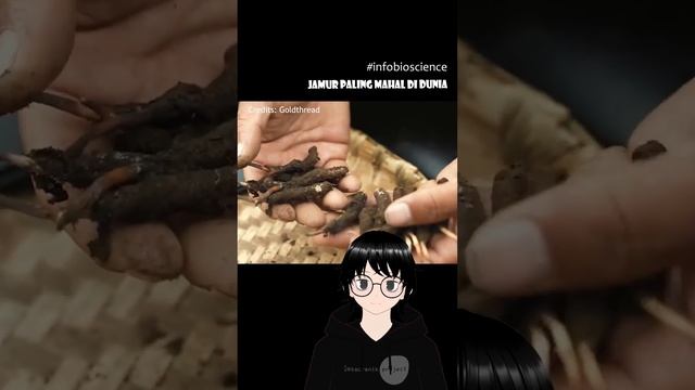 Jamur Termahal Di Dunia, Ophiocordyceps Sinensis - Infobioscience