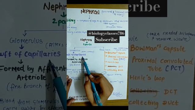 Excretory System|| Part 3|| Learn About Structure Of Nephron In Hindi || Biology