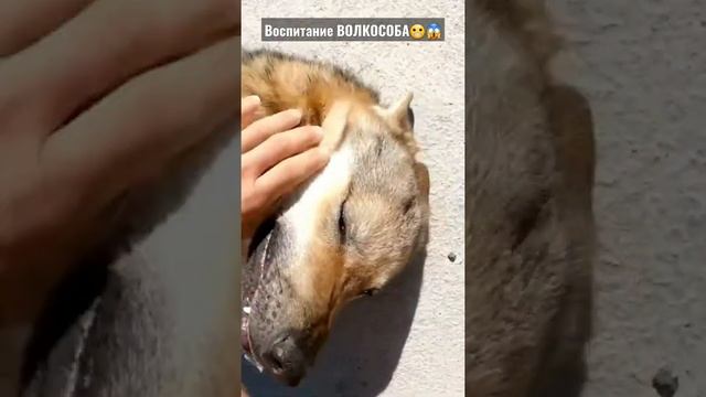 воспитание волк Аяврика #питбулиdragonlife #питбульграф #питбулиагопа #dragonlife #волкаяврик #волк