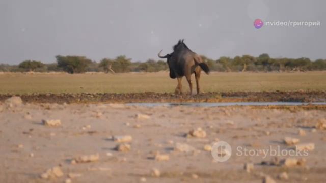 Фотография животных в природе