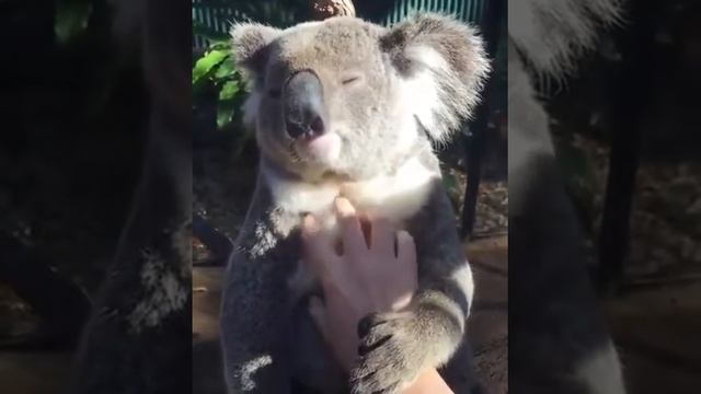 Petting a koala