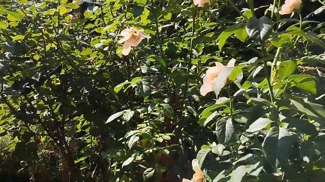 31.07.24 г. Правый розарий.