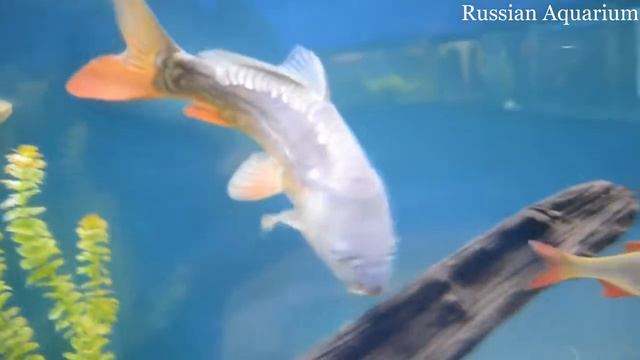 Харьковский океанариум Немо   Карп зеркальный Cyprinus Specularis