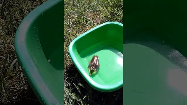 Маленький утенок ИндоУтки