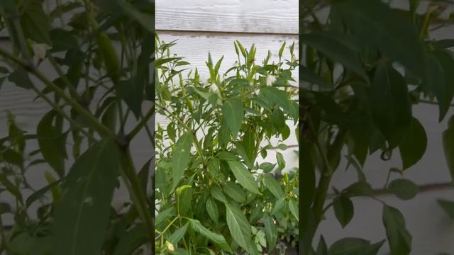 2 Years Old Pepper Plant Still Fruiting
